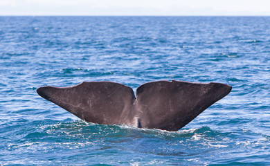 Obraz premium Tail of a Sperm Whale diving