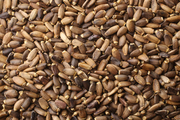 Seeds of a milk thistle (Silybum marianum, Scotch Thistle, Maria