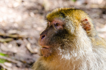 Macaque