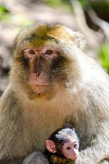 Macaque