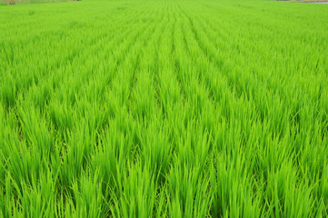 一面の稲 田んぼ
