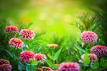 Garden flowers, meadows, ponds