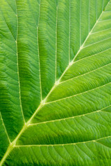 Close up of green leaf texture background.