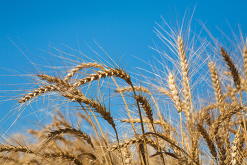 Golden wheat field, harvest and farming