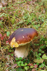 Boletus in the woods