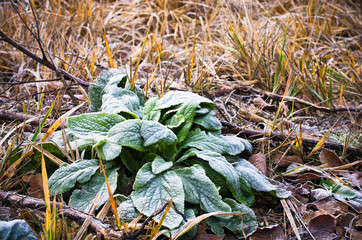 Hoarfrost on plants