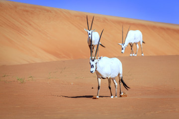 Arabian Oryx