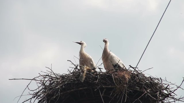 Storks are Sitting in a Nest on a Pillar