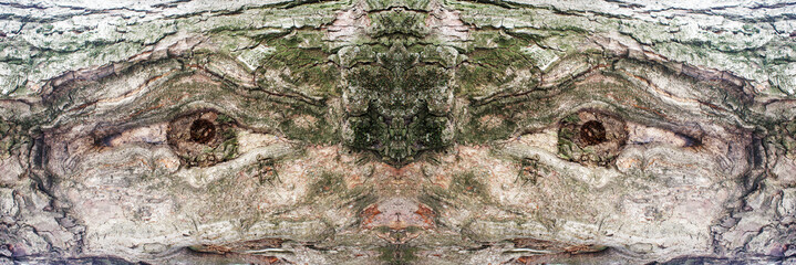 eyes on a tree trunk