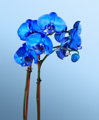 Fototapeta na wymiar Blue Orchids