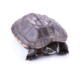  Tortoise or Central Asian tortoise (Agrionemys horsfieldii) iso