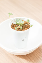 Water drop on Flaming Katy