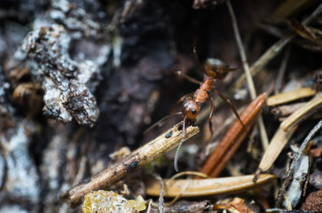 Eorking Ant