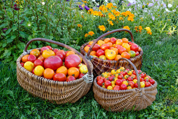 Tomatoes in a wooden basket on a grass.