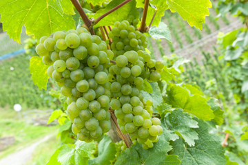 Reife Trauben am Rebstock