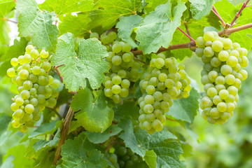 Weinreben am Rebstock