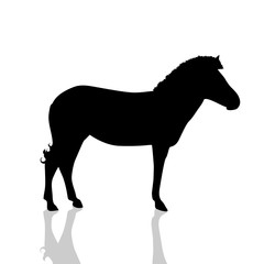Vector illustration of a zebra.