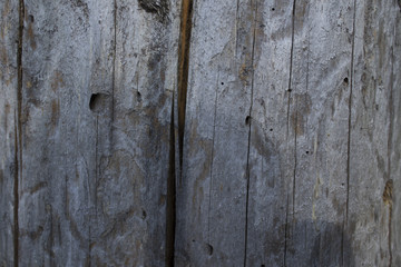 Old , pitted bugs , cracked trunk of spruce.