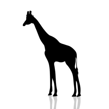 Vector illustration of a giraffe.