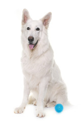 white swiss shepherd