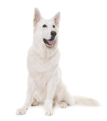 Fototapeta premium white swiss shepherd