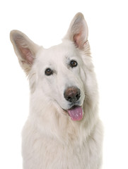 white swiss shepherd