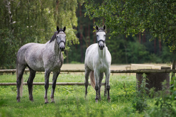 Obraz na płótnie Canvas two horses standing on a field