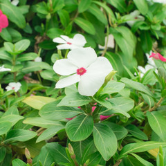 White periwinkle flower, selective focus, with green leaves