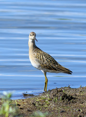 Philomachus pugnax. Ruff on the bank of a reservoir