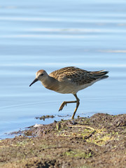 Ruff on the bank of a reservoir