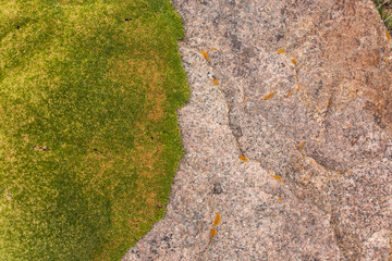Stone texture / background with green moss