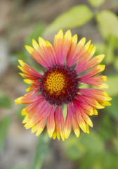 Obraz premium Yellow and red bud