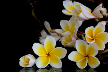 Fototapeta na wymiar Plumeria tropical flowers