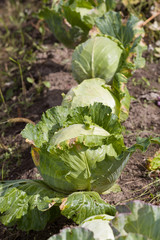 Cabbage growing in the garden. Big fresh cabbage on soil. organic vegetables in the farm. Harvest in autumn.