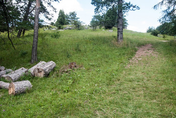 meadow with trees, tree chunks, pathway and blue sky with clouds