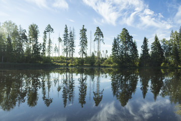 Spruce trees on the shore of the forest lake early summer morning.