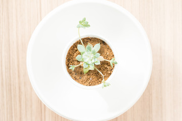 Water drop on Flaming Katy