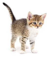 Kitten on white background.