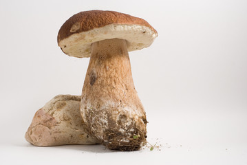 The mushroom (Boletus edulis) and a stone on white background.