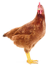Brown hen isolated.