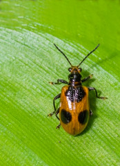 Fototapeta premium Beetle with a Green leaf background. Family : Chrysomelidae, Subfamily : Eumolpinae