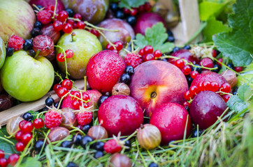 Fresh fruit and berries on a background of nature. Peaches, plums, apples, raspberries, currants, gooseberries, redcurrants.