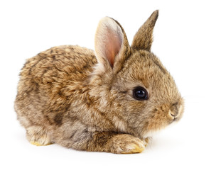 Brown bunny rabbit.