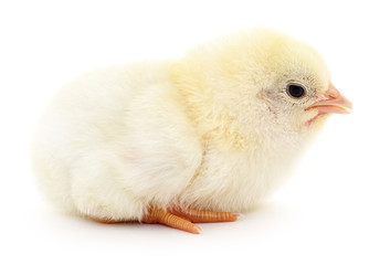 Obraz premium Small yellow chicken