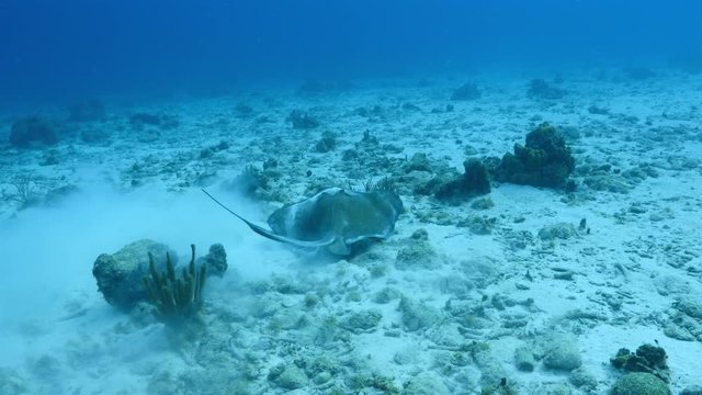 Unterwasser - Riff - Fisch - Rochen - Stechrochen - Tauchen - Curacao - Karibik