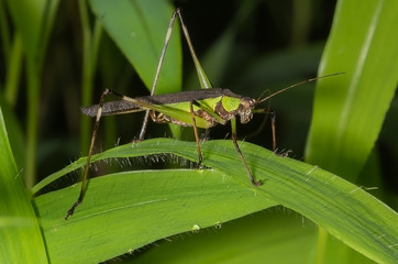 Grasshopper from India