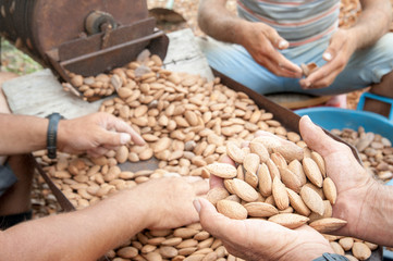Farmer at work holding a little heap of almond nuts after the dehusking process, Noto, Sicily