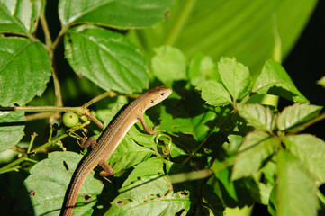 藪の中のかなへび
