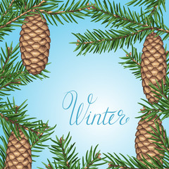 Background with fir branches and cones. Detailed vintage illustration