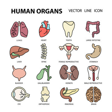 Modern color thin line icons on a theme medicine human internal organs.